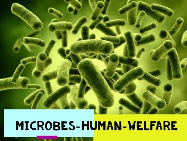 Microbes in Human Welfare Notes Class 12- Best Revision Short Notes For NEET and CBSE