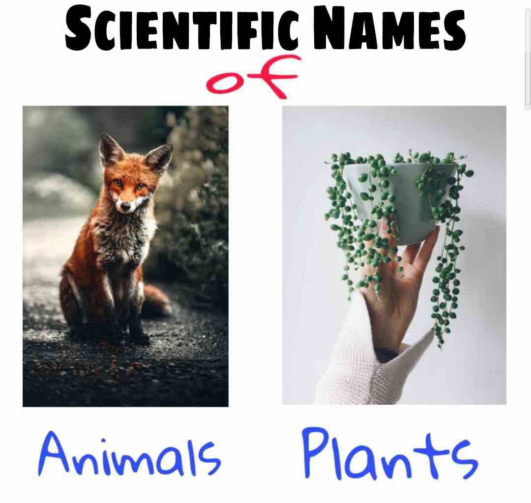 Scientific names
