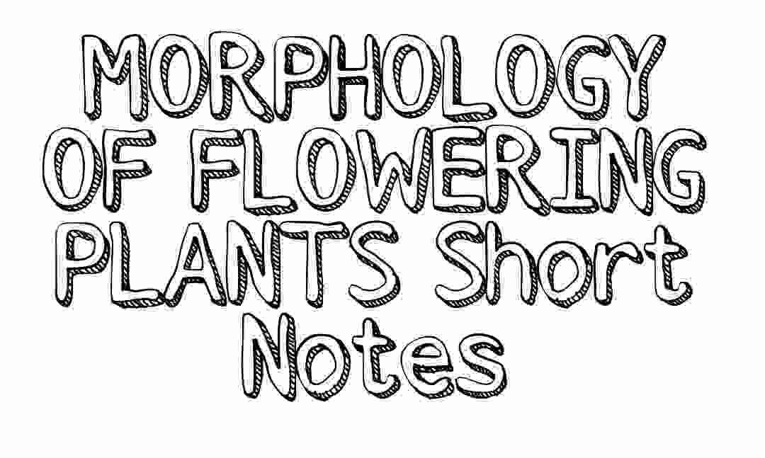 Morphology Of Flowering Plants Notes for neet class 11 – important short notes