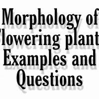 Morphology of flowering plants examples and questions – Important for NEET 2021