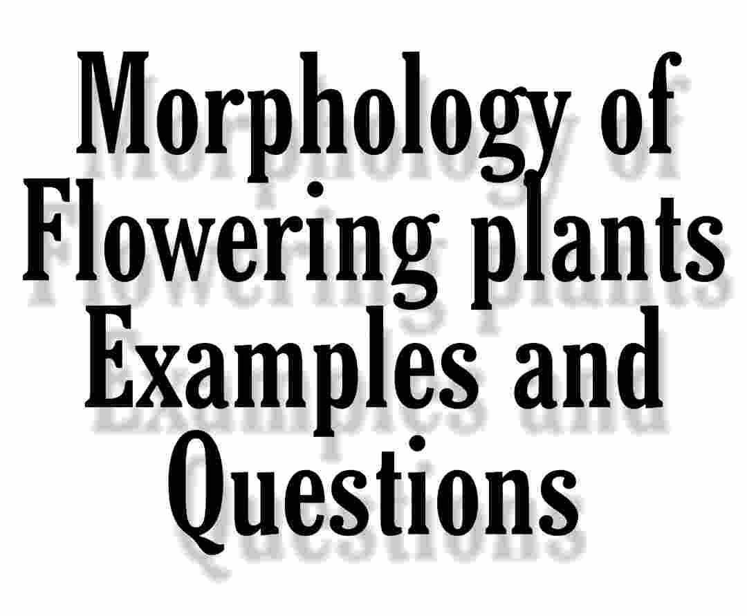 Morphology of flowering plants

