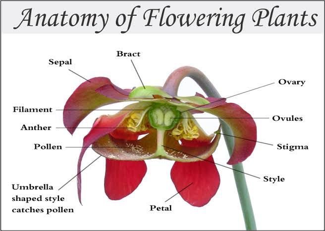 Anatomy of flowering plants