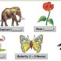 Reproduction In Organisms Important Questions For Neet – Biology Botany Class 12 Chapter 1 MCQ Quiz Pdf