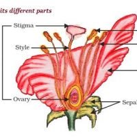 Sexual Reproduction In Flowering Plants Important Questions – NEET Cbse Biology Class 12 Chapter 2 NCERT