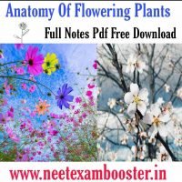 [PDF]Anatomy Of Flowering Plants – Class 11 Notes For NEET Pdf Download – Biology