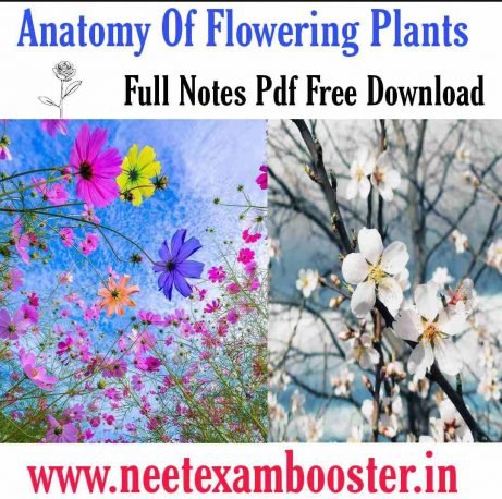 [PDF]Anatomy Of Flowering Plants – Class 11 Notes For NEET Pdf Download – Biology