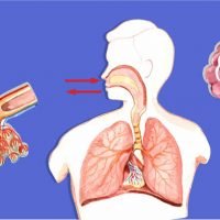Breathing And Exchange Of Gases MCQ Important Questions For NEET – Biology Class 11 Chapter 17 NCERT