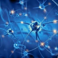 Neural Control And Coordination MCQ For Neet NCERT Important Questions – Biology Class 11 Chapter 21 Zoology