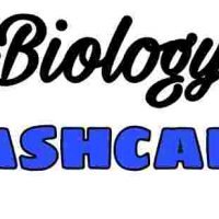 Biology Flashcards