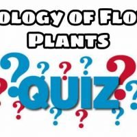 Morphology of Flowering Plants Quiz For NEET – Class 11 Chapter 5 Biology Important Questions MCQ