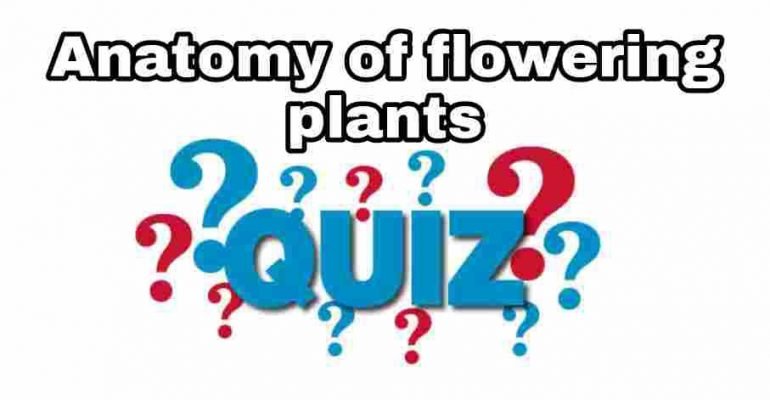 Anatomy of Flowering Plants Quiz For NEET – Class 11 Chapter 6 Biology Important Questions MCQ