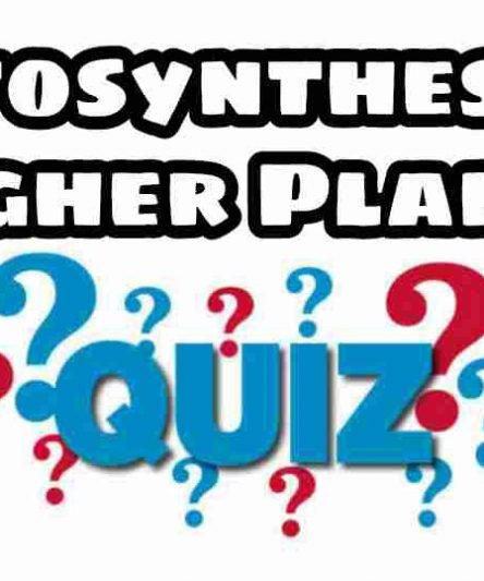 Photosynthesis in Higher Plants Quiz For NEET – Class 11 Chapter 13 Biology Important Questions MCQ