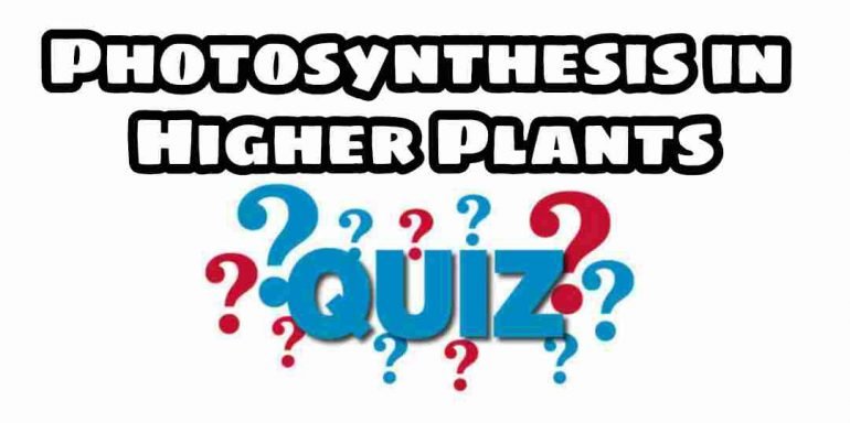 Photosynthesis in Higher Plants Quiz For NEET – Class 11 Chapter 13 Biology Important Questions MCQ