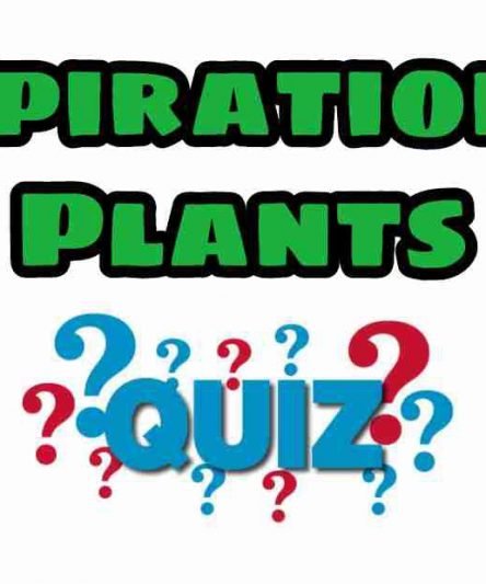 Respiration in Plants Quiz For NEET – Class 11 Chapter 14 Biology Important Questions MCQ