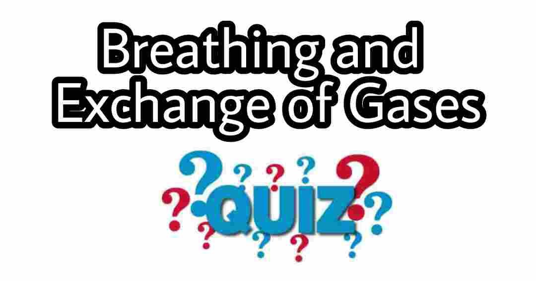 Breathing and Exchange of Gases Quiz