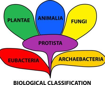 [PDF] Biological Classification Notes For NEET PDF Download – Important Questions Biology Class 11 Chapter 2 Study Materials