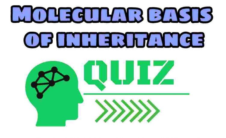 Molecular Basis Of Inheritance Quiz For NEET – Class 12 Chapter 6 Biology Important Questions MCQ