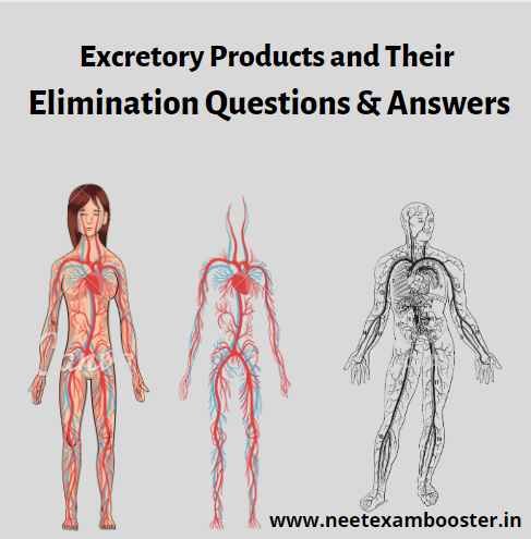 Excretory Products and Their Elimination Class 11