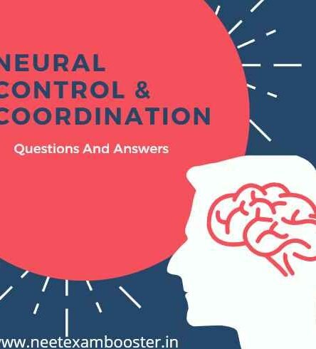 Neural Control and Coordination Class 11 Important Questions And Answers MCQ PDF