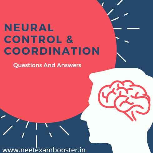 Neural Control and Coordination Class 11 Important Questions And Answers MCQ PDF
