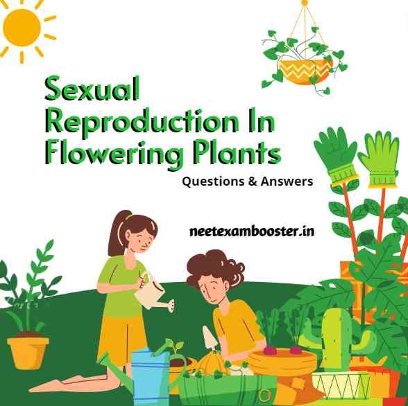 Sexual Reproduction In Flowering Plants Class 12 Important Questions And Answers MCQ PDF