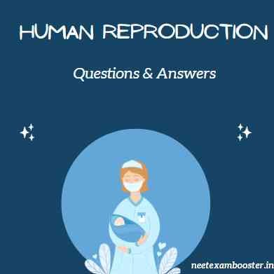 Human Reproduction Class 12 Important Questions And Answers MCQ PDF