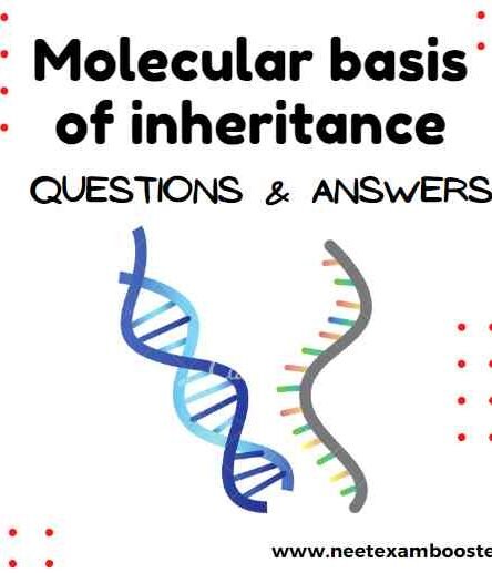 Molecular Basis Of Inheritance Class 12 Important Questions And Answers MCQ PDF