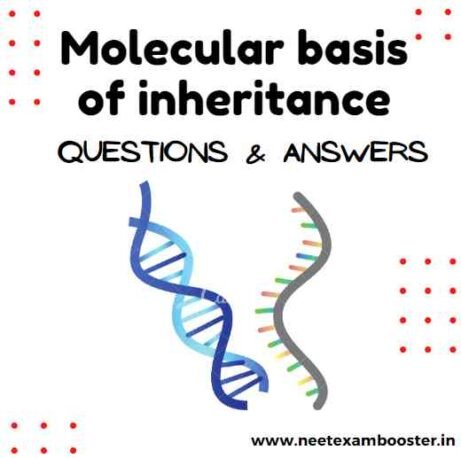 Molecular Basis Of Inheritance Class 12