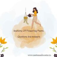 Anatomy Of Flowering Plants Class 11 Important Questions And Answers PDF