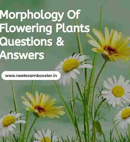 Morphology Of Flowering Plants Class 11 Important Questions and Answer MCQ PDF