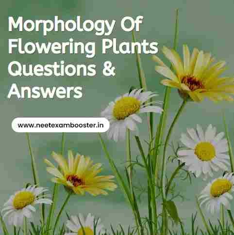 Morphology Of Flowering Plants Class 11
