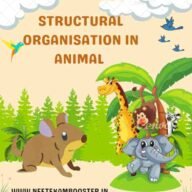 Structural Organisation in Animal Class 11 Important Questions And Answers MCQ PDF