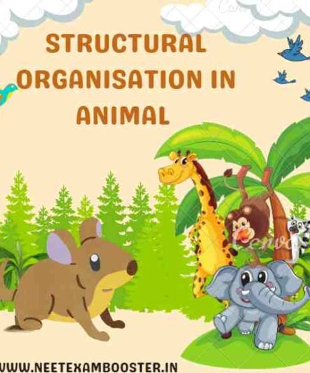 Structural Organisation In Animal Archives - NEET EXAM BOOSTER Structural Organisation In Animal Archives - NEET EXAM BOOSTER