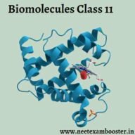 Biomolecules Class 11 Important Questions And Answers MCQ PDF