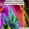 Anatomy of Flowering Plants Important Points