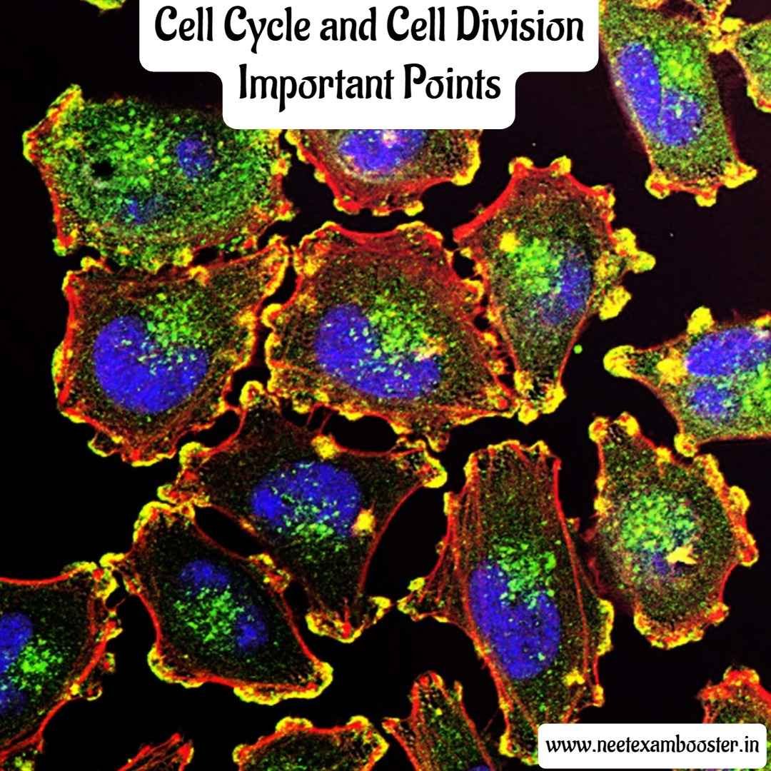 Cell Cycle and Cell Division Important Points