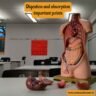 Digestion and Absorption Important points