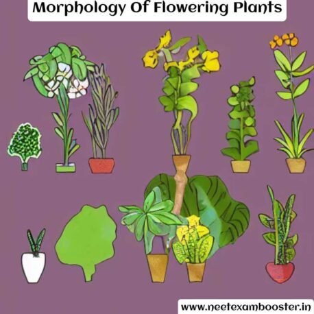 Morphology Of Flowering Plants Important Points