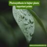 Photosynthesis in higher plants important points
