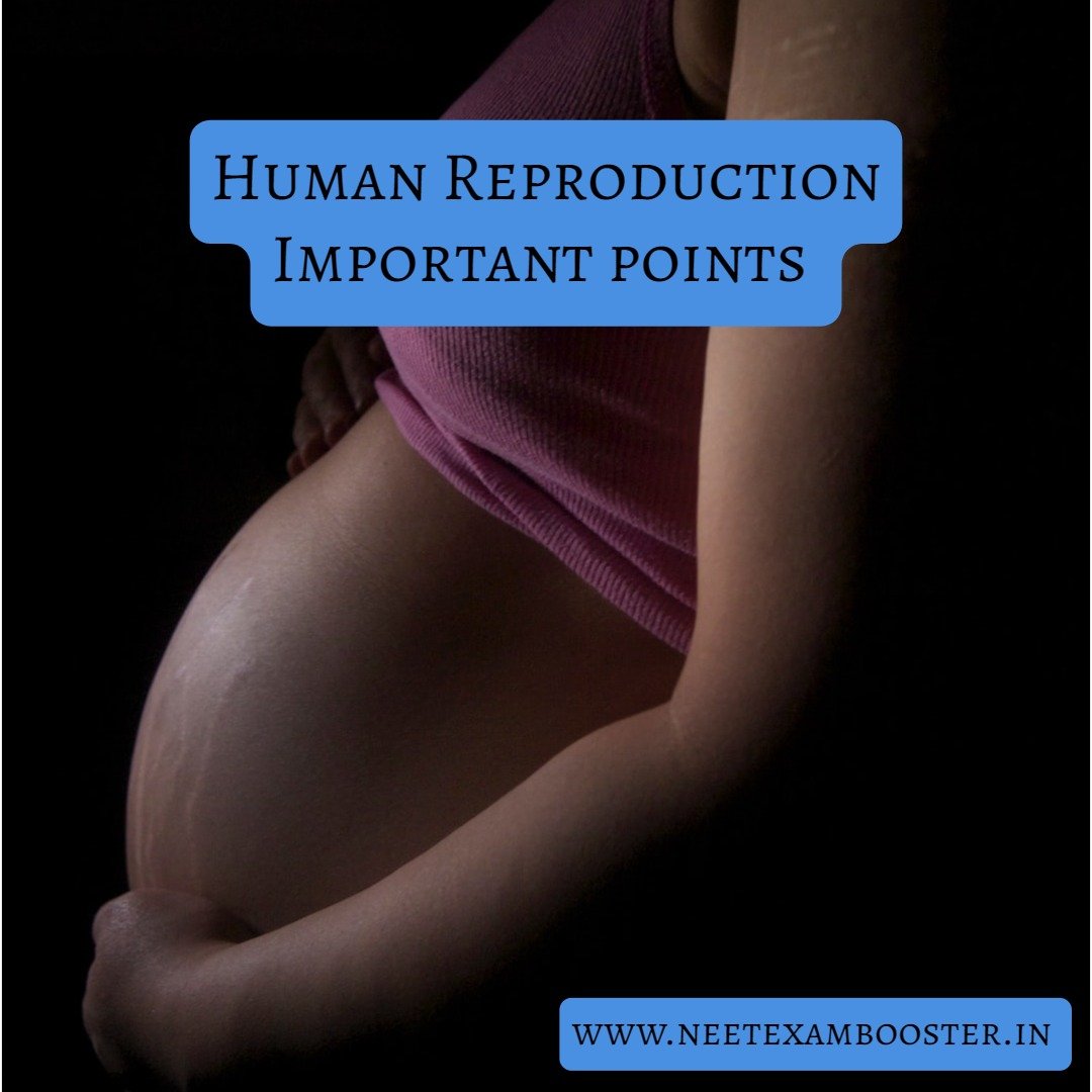 Human Reproduction Important Points For NEET