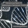 Molecular basis of inheritance important points For NEET