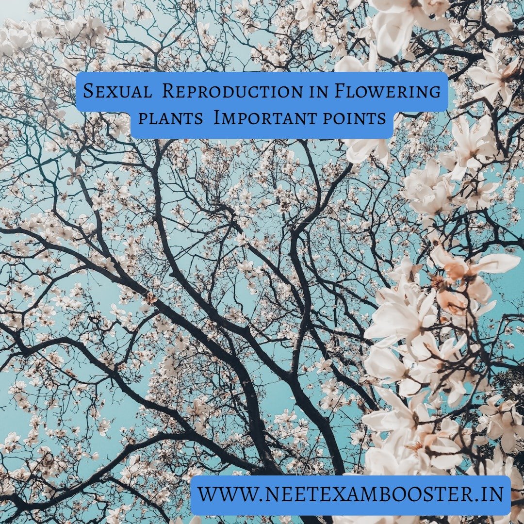 Sexual Reproduction In Flowering Plants Important Points For NEET