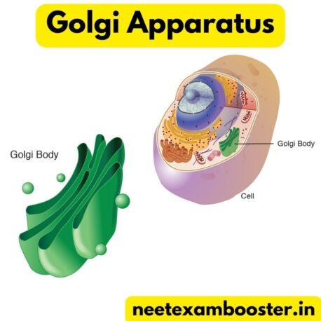 Golgi Apparatus and its Functions in Animal cell and Plant cell